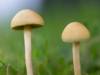 Agrocybe pediades