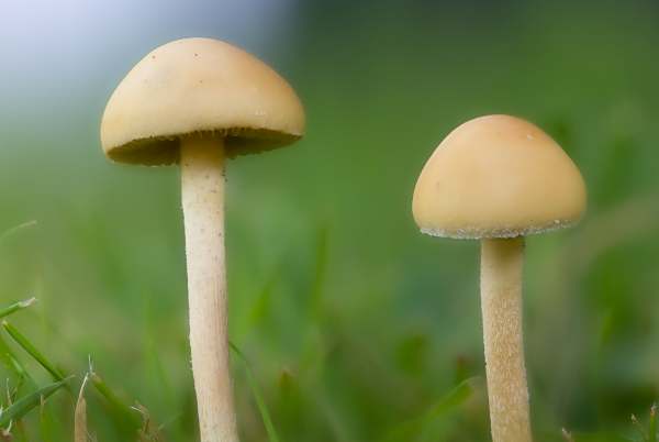 Agrocybe erebia - Dark Fieldcap, umbo just forming