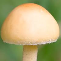 Cap of Agrocybe erebia, copyright Dave Kelly