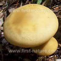 Cap of Agrocybe praecox