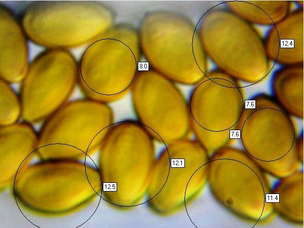 Spores