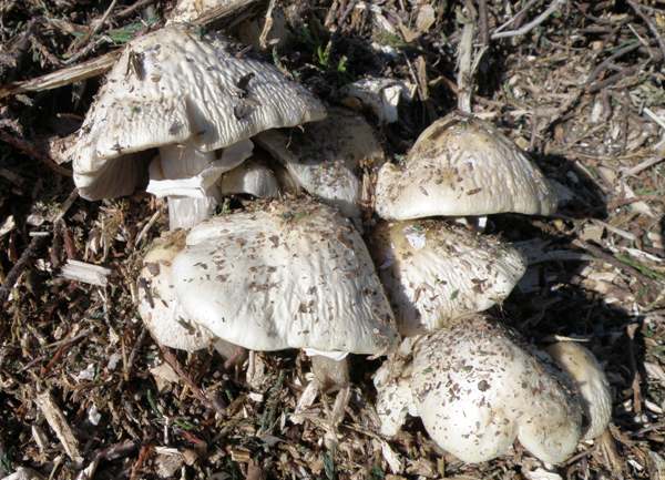 Agrocybe rivulosa