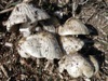 Agrocybe rivulosa
