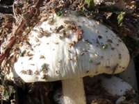 Cap of Agrocybe rivulosa