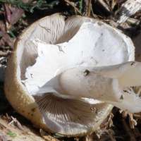 Gills of Agrocybe rivulosa