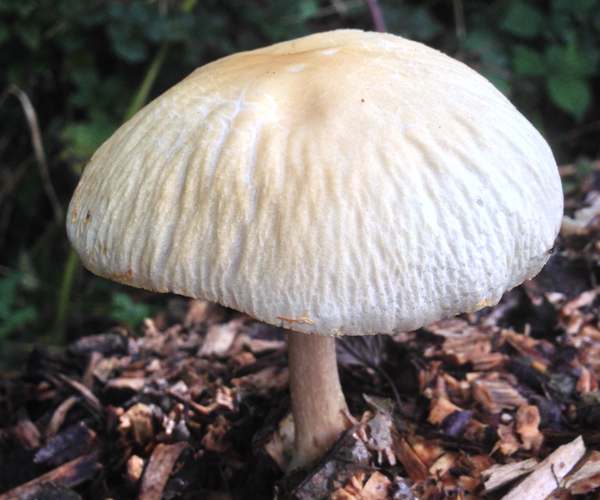 Agrocybe rivulosa, mature specimen