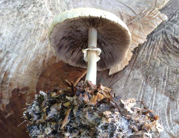 Agrocybe rivulosa, showing mycelium at base
