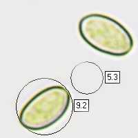 Spores of Cyclocybe cylindracea