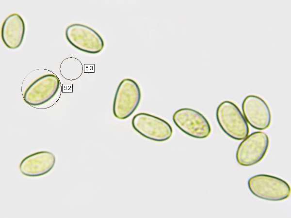 Spores of Cyclocybe cylindracea