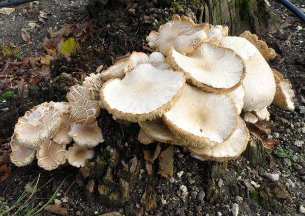 Agrocybe cylindracea - Poplar Fieldcap