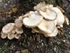 Cyclocybe cylindracea - Poplar Fieldcap