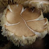 Cap of Cyclocybe cylindracea