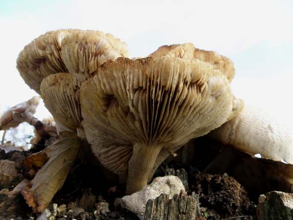 Cyclocybe cylindracea, Poplar Fieldcap, France