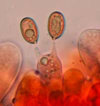 Basidium of Cyclocybe erebia, copyright Dave Kelly
