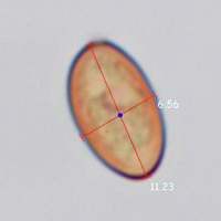 Spores of Cyclocybe erebia