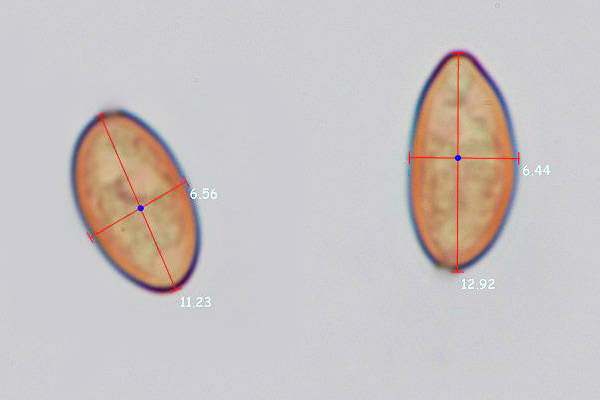 Spores of Cyclocybe erebia