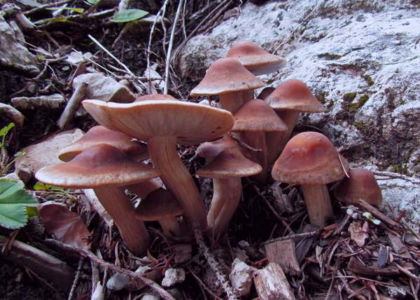 Cyclocybe erebia - Dark Fieldcap