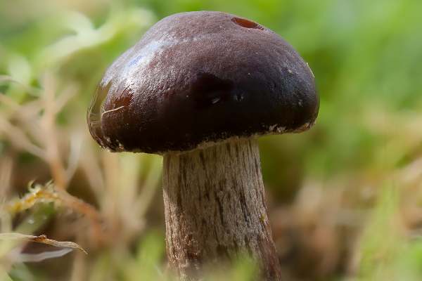 Cyclocybe erebia - Dark Fieldcap, umbo just forming