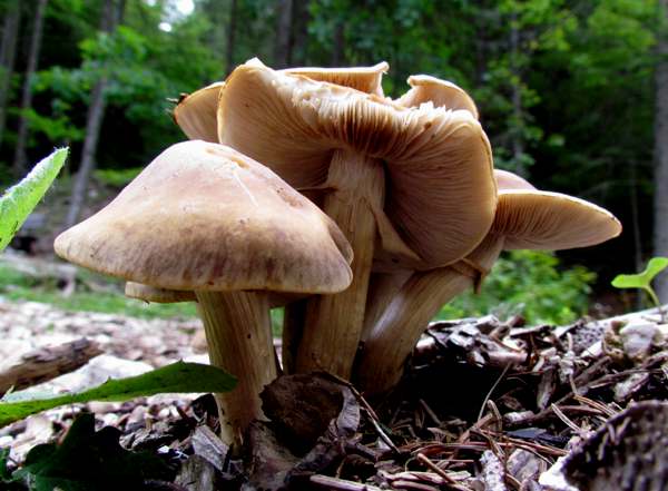 Cyclocybe erebia, Slovenia - pale specimens