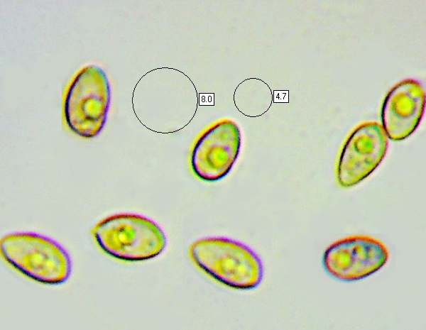 Spores of Galerina graminea
