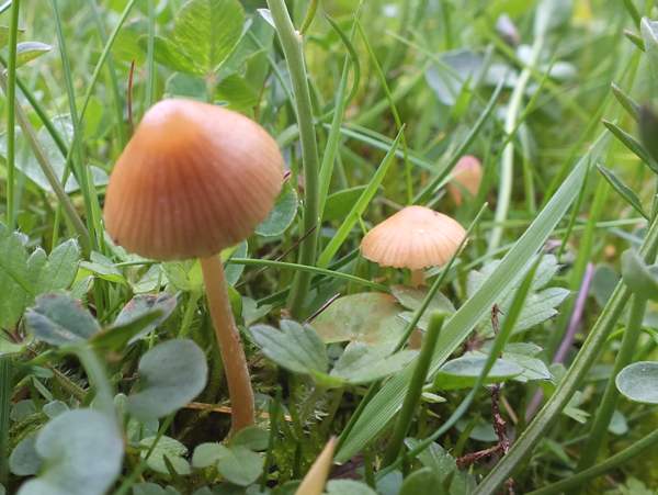 Galerina graminea
