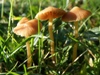 Galerina graminea