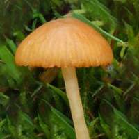 Cap of Galerina graminea