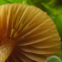 Gills and stem of Galerina graminea