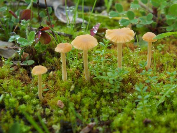 Galerina graminea, Portugal