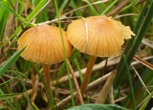 Galerina graminea in southern France