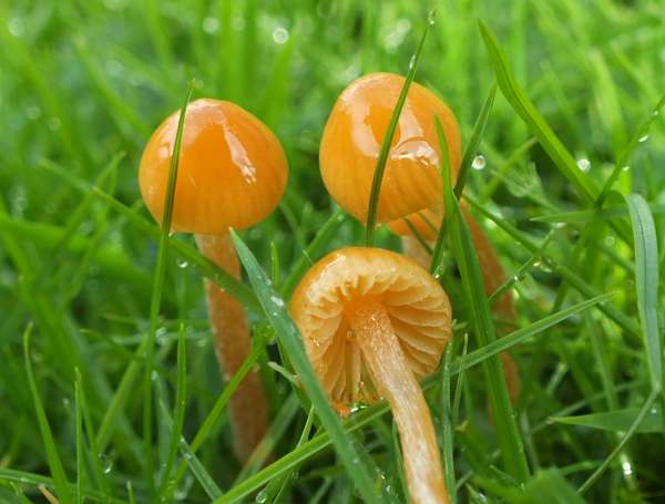 Galerina graminea,  mid Wales