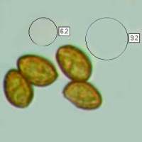 Spores of Galerina marginata, Funeral Bell