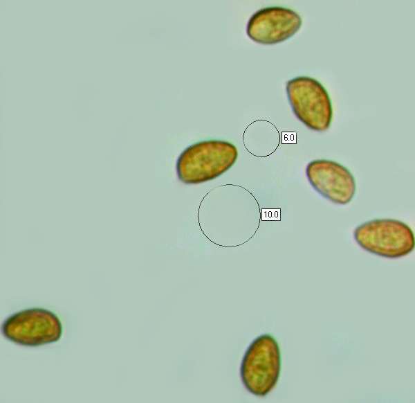 Spores of Galerina marginata