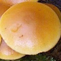 Cap of Kuehneromyces mutabilis