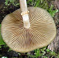 Gills and stem of Kuehneromyces mutabilis