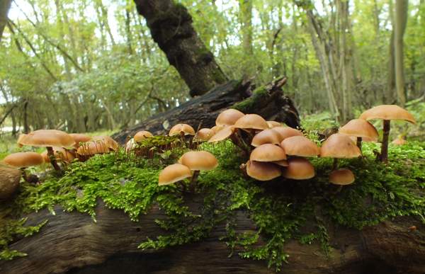 Galerina marginata, Funeral Bell, Huntingdonshire, England