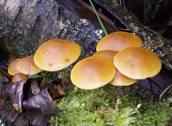 Galerina marginata, Funeral Bell, West Wales UK