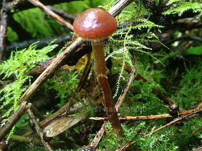 Galerina paludosa