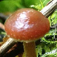 Cap of Galerina graminea
