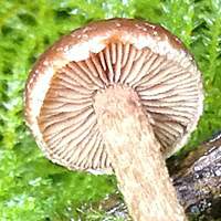 Gills and stem of Galerina graminea