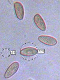 Spores of Galerina pumila