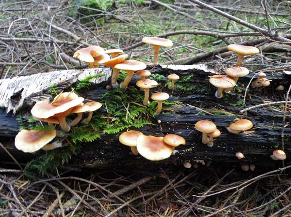 Gymnopilus decipiens