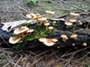 Gymnopilus sapineus - Scaly Rustgill