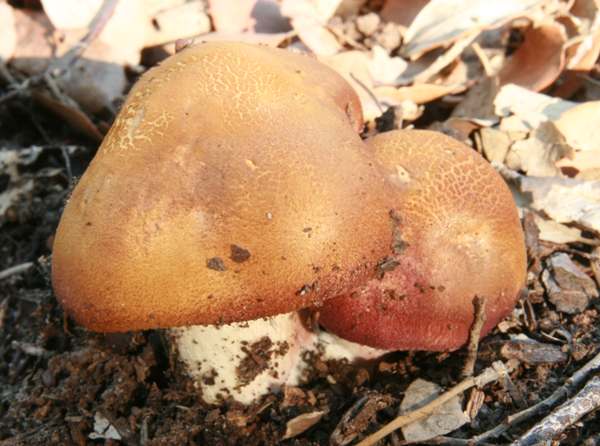 Gymnopilus dilepis, Magenta Rustgill