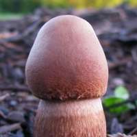 Young cap of Gymnopilus dilepis, Magenta Rustgill