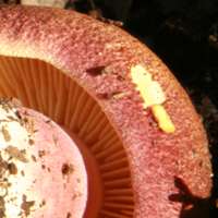 Gills of Gymnopilus dilepis