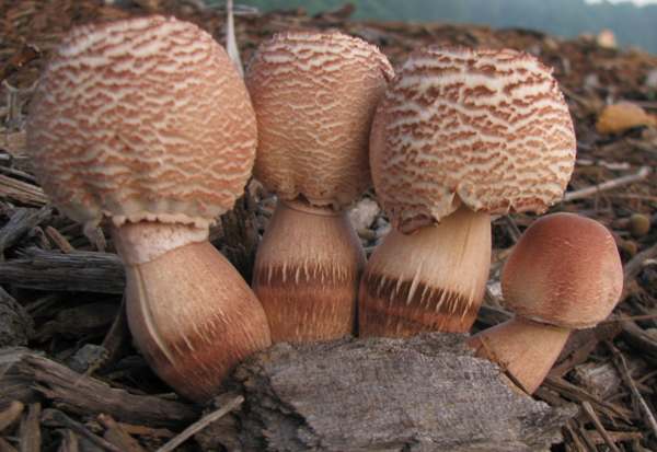 Gymnopilus dilepis, Magenta Rustgill, North America