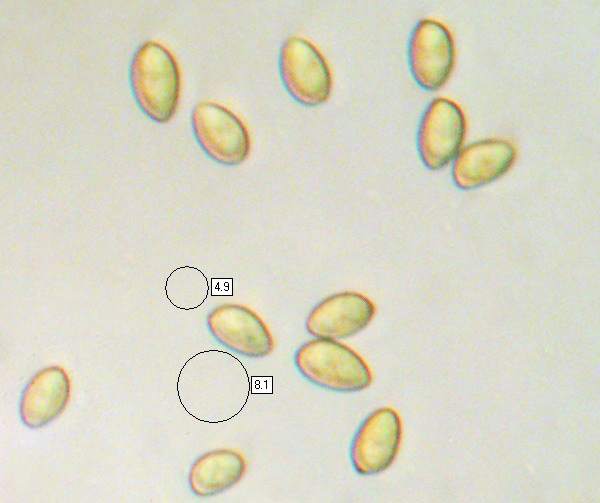 Spores of Gymnopilus penetrans
