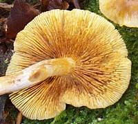 Gills of Gymnopilus penetrans, Common Rustgill