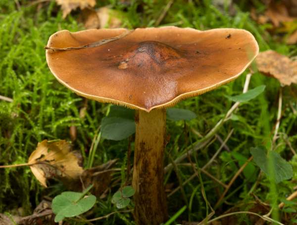Gymnopilus penetrans - Common Rustgill , New Forest